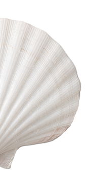 Shell featured image